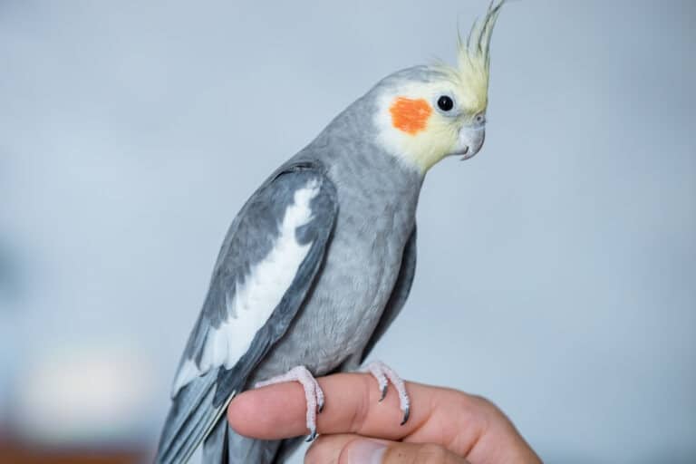 Why is My Bird Not Making Noise