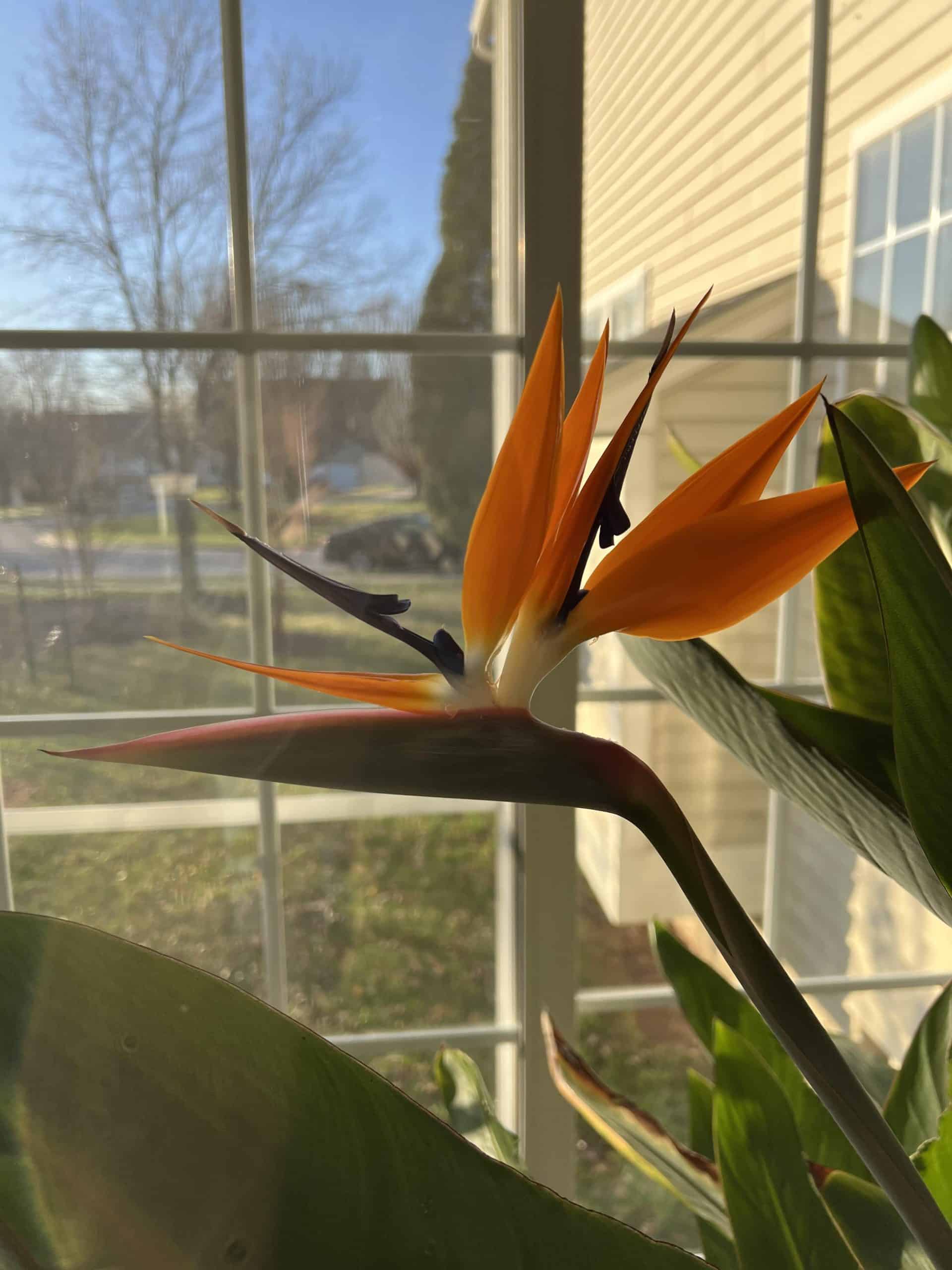 Why is My Bird of Paradise Not Flowering