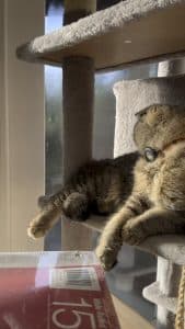 Why is My Cat Making Bird Noises
