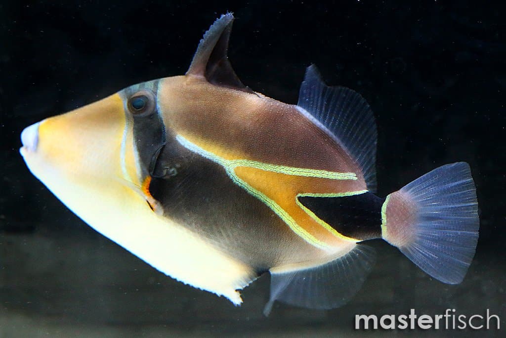 Why is Reef Triggerfish Hawaiis State Bird