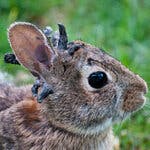 Why Mister Grouse is the Friendliest Bird in the Forest