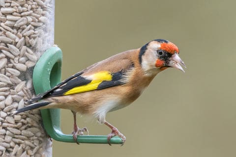 Will a Bird Eat Dead Worms