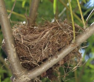 Will Another Bird Use an Abandoned Nest