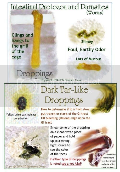 Will Worms Eat Bird Poop