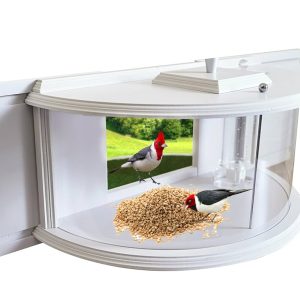 Window Feeders to Attract Birds