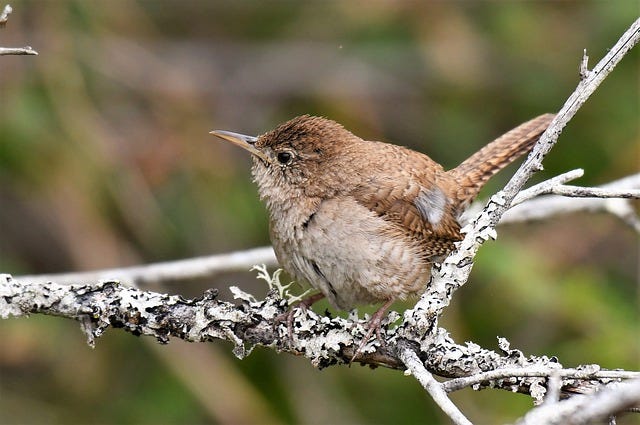 Wren Bird Song