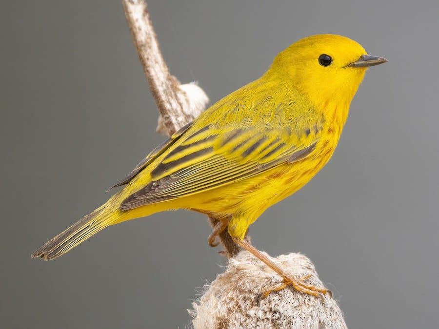Yellow Birds Colorado