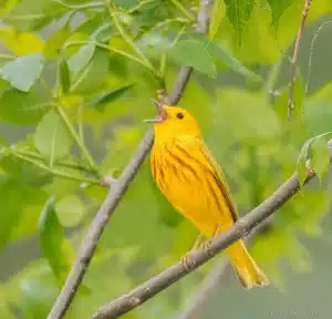 Yellow Birds Species