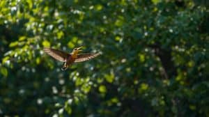 A Forest Bird Never Wants a Cage