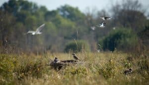 Bird Nesting Areas