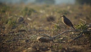 Increased predation risk for birds due to habitat loss and reduced cover