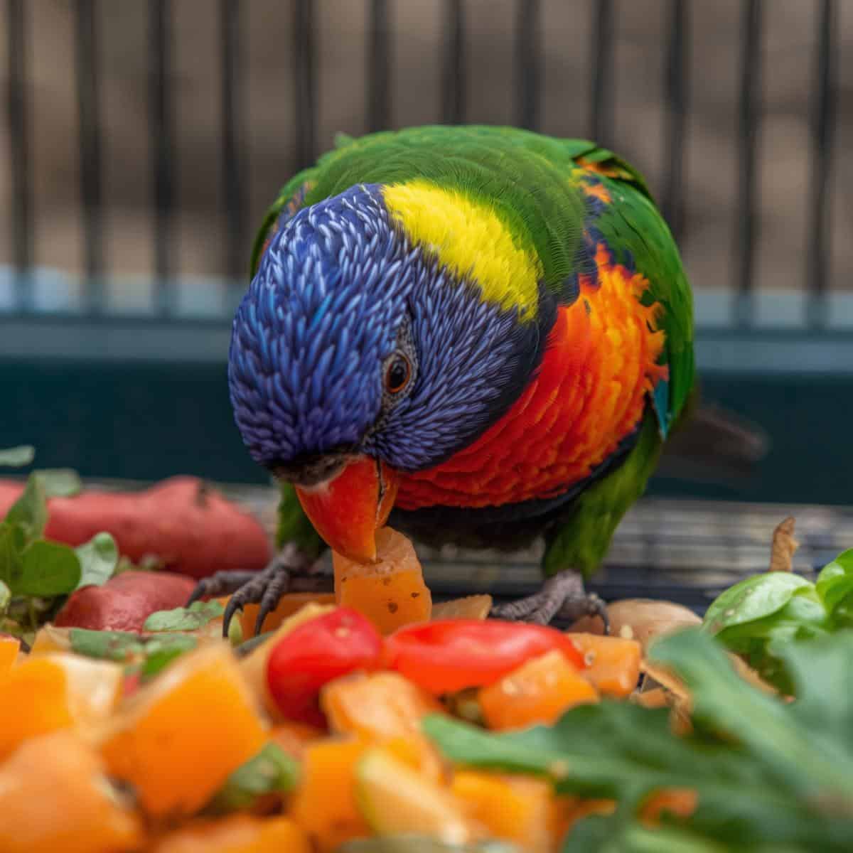 Colorful bird eating Vitamin A-rich foods like carrots, sweet potatoes, and leafy greens for healthy feathers and eyes