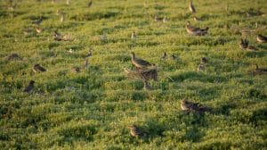 Bird Nesting Fields