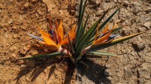 Can Bird of Paradise Grow in the Desert