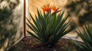 Can Bird of Paradise Grow in the Desert
