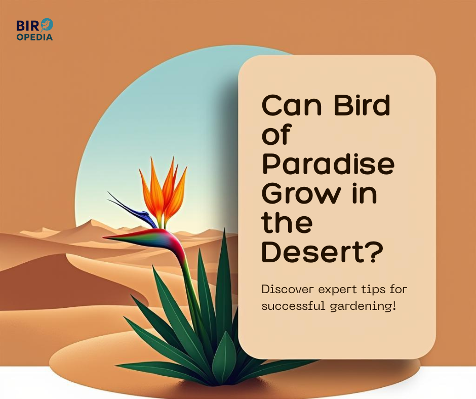 Can Bird of Paradise Grow in the Desert