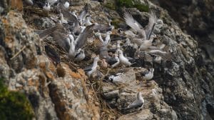 Colonial Nesting Birds