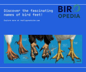 What are Birds Feet Called