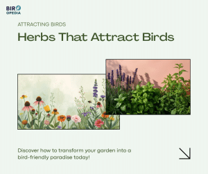 Herbs That Attract Birds