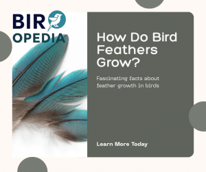 How Do Bird Feathers Grow