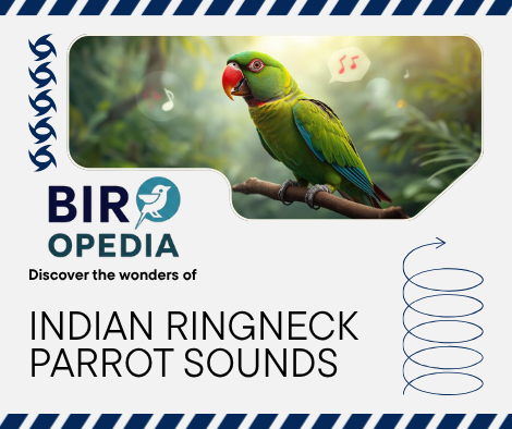 Indian Ringneck Parrot Sounds