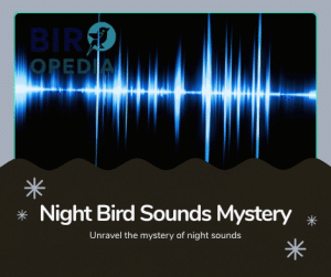 Night Bird Sounds Like Squeaky Toy