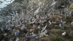 Colonial Nesting Birds