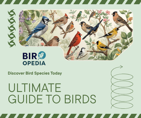 Bird Species List