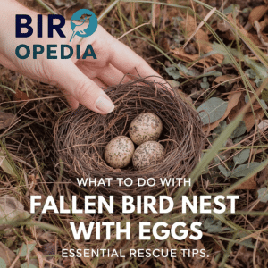 What to Do With Fallen Bird Nest With Eggs
