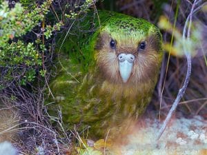 Exotic Rare Bird feed