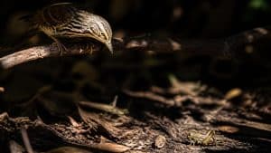 A Bird Stalks Kills And Then Eats an Insect