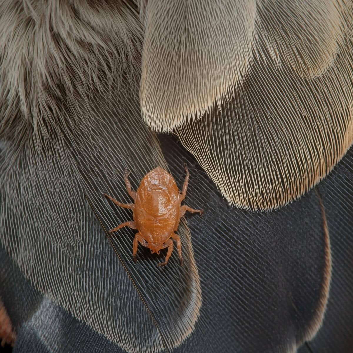 Preventing bird lice with a clean cage and healthy environment