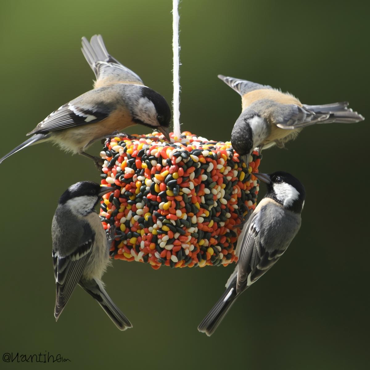 Homemade gelatin bird seed treat attracting wild birds in backyard feeder