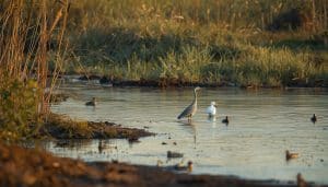 Wetlands Important to Bird Species