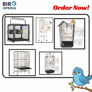 Safe Bird Cages