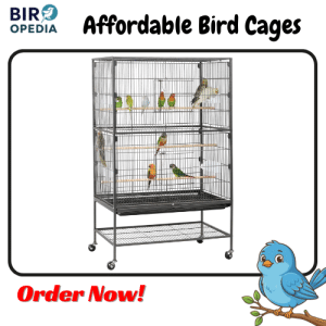 Affordable Bird Cages