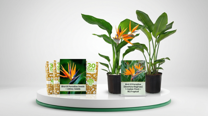 Best Time to Transplant Bird of Paradise Plants
