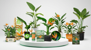 Best Way to Take Care of Bird of Paradise Plant for Healthy Blooms
