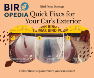 How to Fix Bird Poop Damage on Car