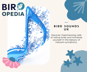 Bird Sounds Uk