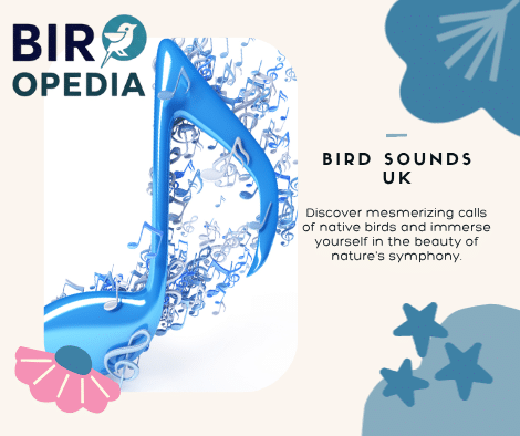 Bird Sounds Uk
