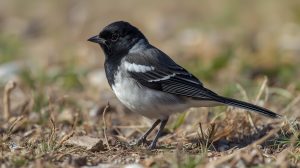 Black and white sparrow on ground