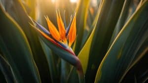 How Long before a Bird of Paradise Flowers