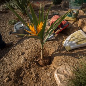 How to Start a Desert Bird of Paradise
