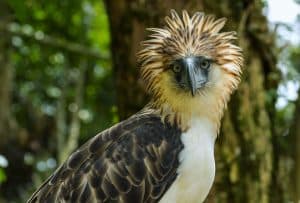 Exotic Rare Bird feed