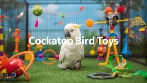 Cockatoo Bird Toys