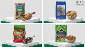 What Food Attracts Wild Birds 4 Top Seeds & Mixes