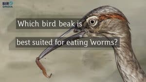 Which Bird Beak is Best Suited for Eating Worms