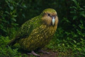 Exotic Rare Bird feed