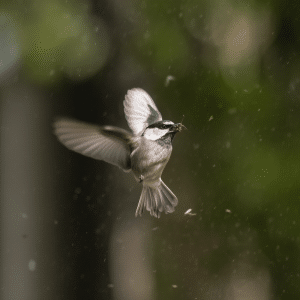 Small Insect Eating Bird